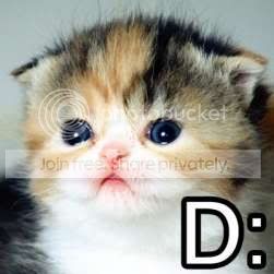 funny_cat_pictures_131.jpg