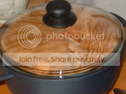 funny_cat_pictures_132.jpg