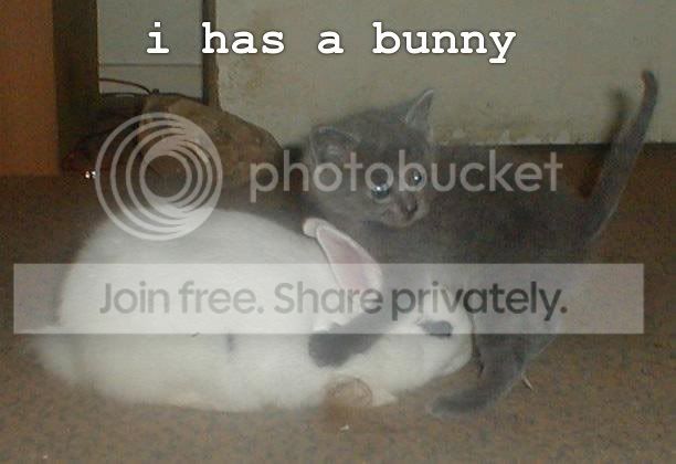 funny_cat_pictures_139.jpg
