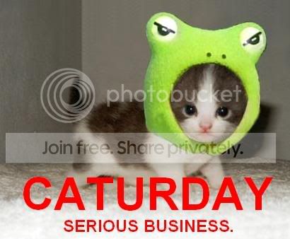 funny_cat_pictures_152.jpg