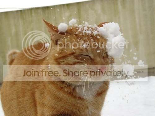 funny_cat_pictures_158.jpg