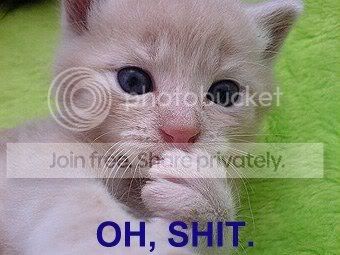 funny_cat_pictures_163.jpg