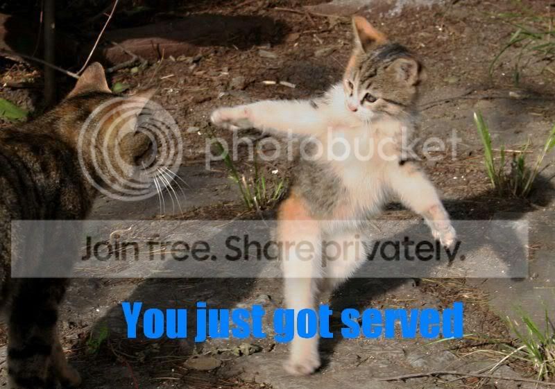 funny_cat_pictures_165.jpg