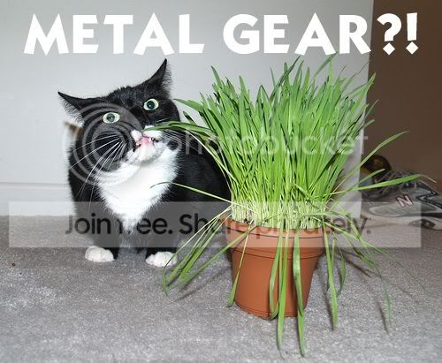 funny_cat_pictures_166.jpg