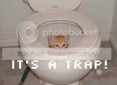 funny_cat_pictures_171.jpg