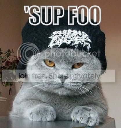 funny_cat_pictures_174.jpg