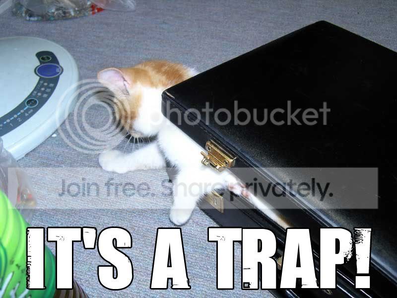 funny_cat_pictures_177.jpg