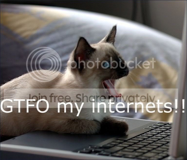 funny_cat_pictures_182.jpg