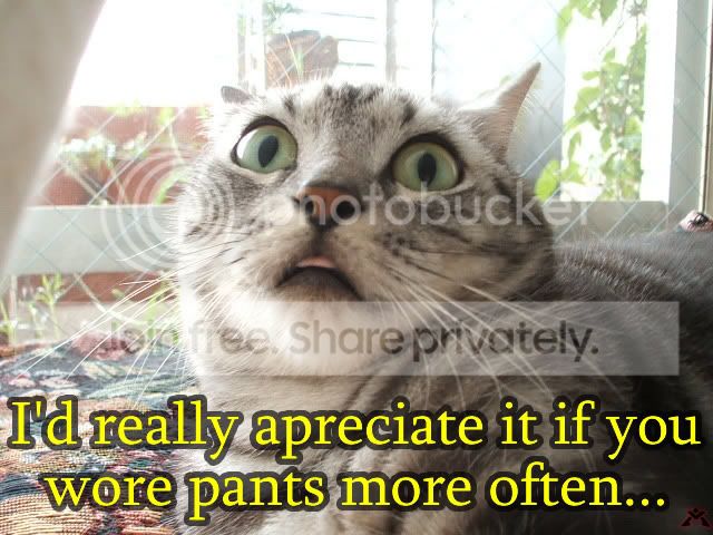 funny_cat_pictures_188.jpg