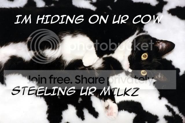 funny_cat_pictures_191.jpg