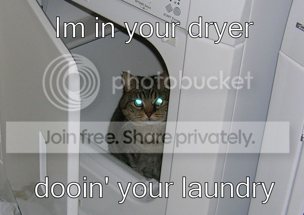 funny_cat_pictures_193.jpg