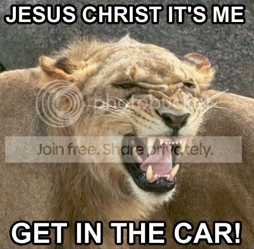 funny_cat_pictures_194.jpg