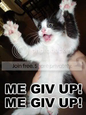 funny_cat_pictures_195.jpg
