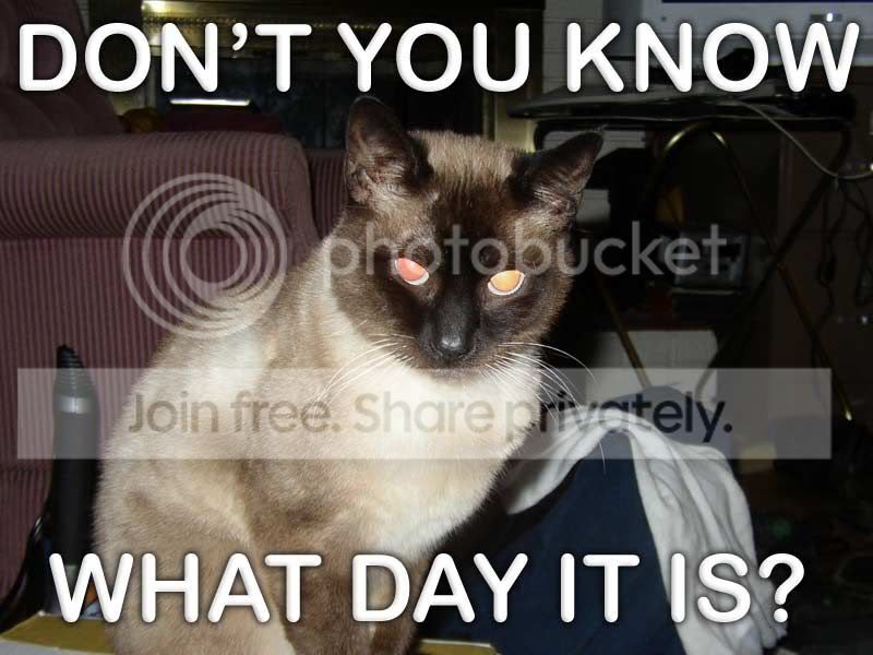 funny_cat_pictures_203.jpg