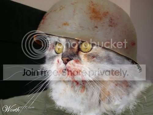 funny_cat_pictures_206.jpg