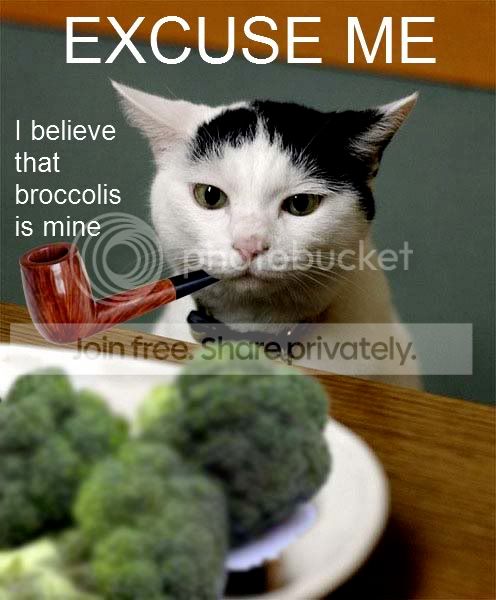 funny_cat_pictures_208.jpg