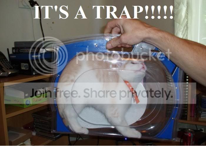 funny_cat_pictures_211.jpg
