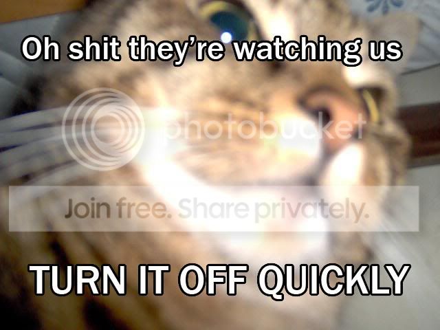 funny_cat_pictures_214.jpg