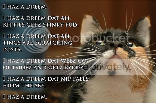 funny_cat_pictures_221.jpg