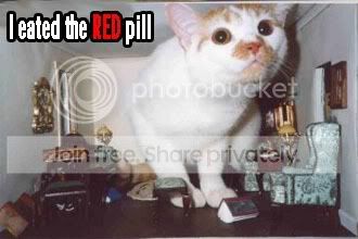 funny_cat_pictures_223.jpg