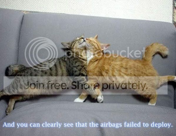 funny_cat_pictures_229.jpg