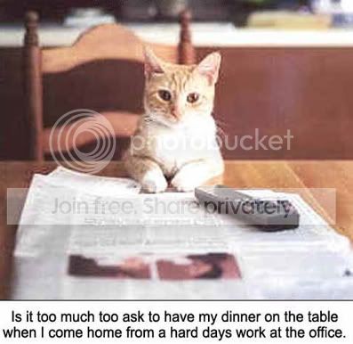 funny_cat_pictures_239.jpg