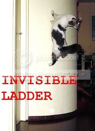 funny_cat_pictures_241.jpg