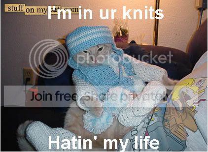 funny_cat_pictures_246.jpg