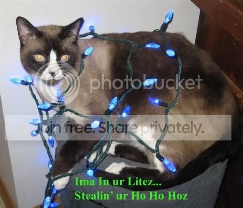 funny_cat_pictures_249.jpg