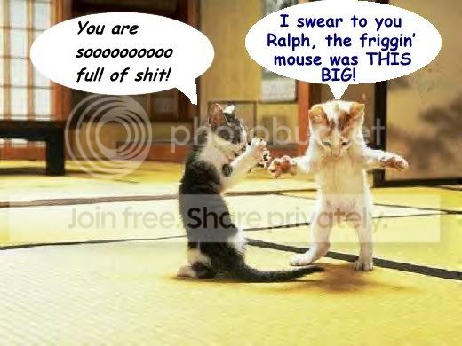 funny_cat_pictures_252.jpg
