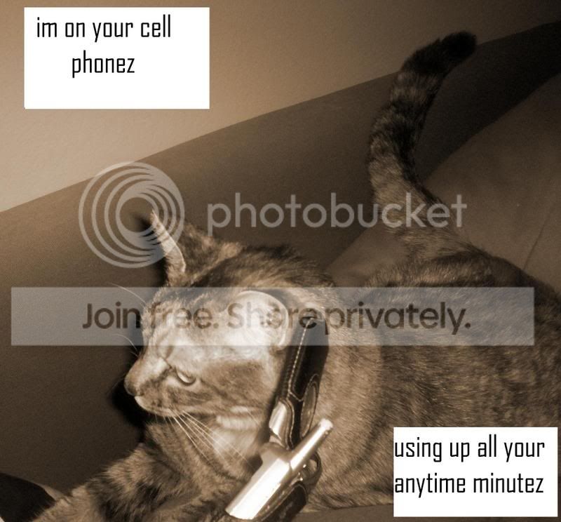 funny_cat_pictures_253.jpg