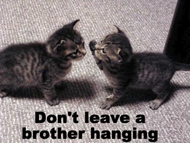 funny_cat_pictures_254.gif