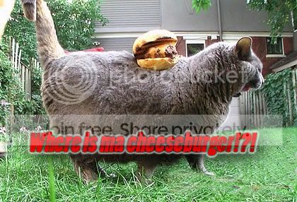 funny_cat_pictures_259.jpg