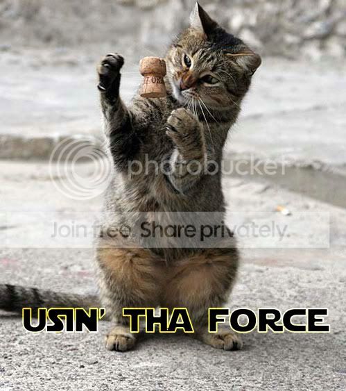 funny_cat_pictures_262.jpg