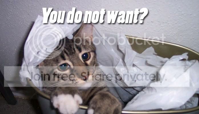 funny_cat_pictures_268.jpg