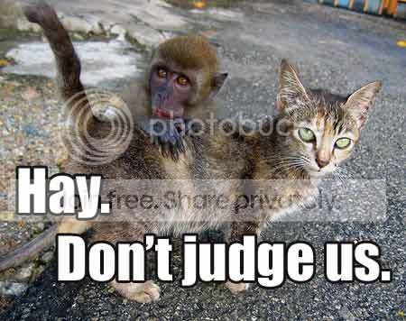funny_cat_pictures_269.jpg