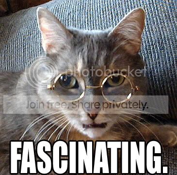 funny_cat_pictures_274.jpg