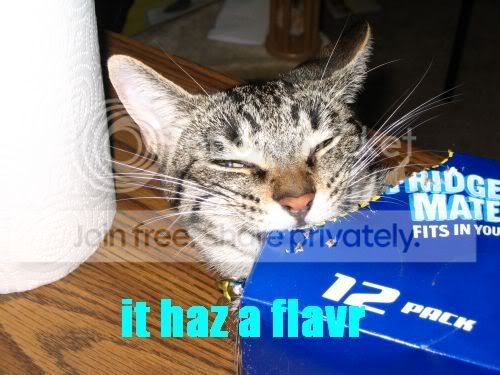 funny_cat_pictures_276.jpg