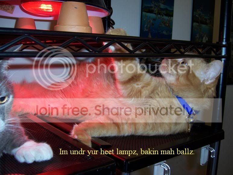 funny_cat_pictures_289.jpg