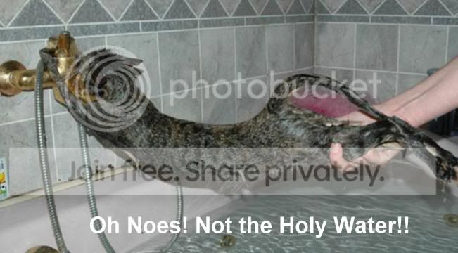 funny_cat_pictures_291.jpg