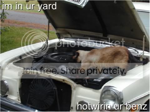 funny_cat_pictures_292.jpg