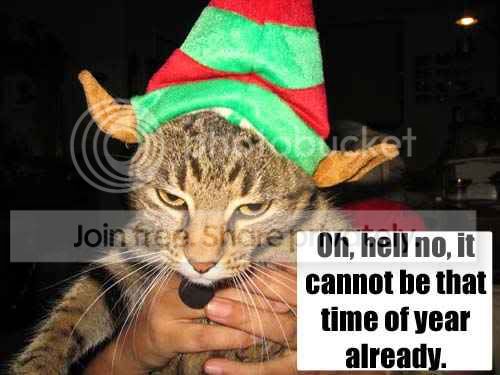 funny_cat_pictures_299.jpg