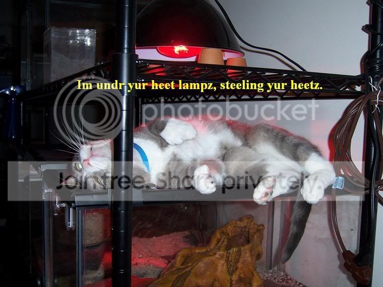 funny_cat_pictures_300.jpg