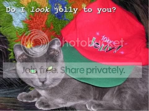 funny_cat_pictures_303.jpg