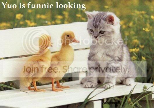 funny_cat_pictures_306.jpg