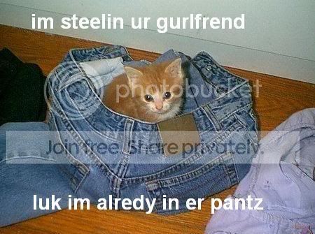 funny_cat_pictures_308.jpg