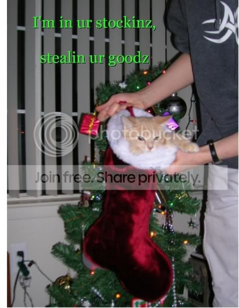 funny_cat_pictures_309.jpg