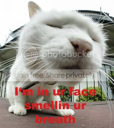 funny_cat_pictures_311.jpg