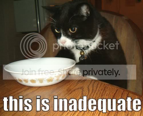 funny_cat_pictures_327.jpg