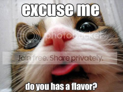 funny_cat_pictures_328.jpg